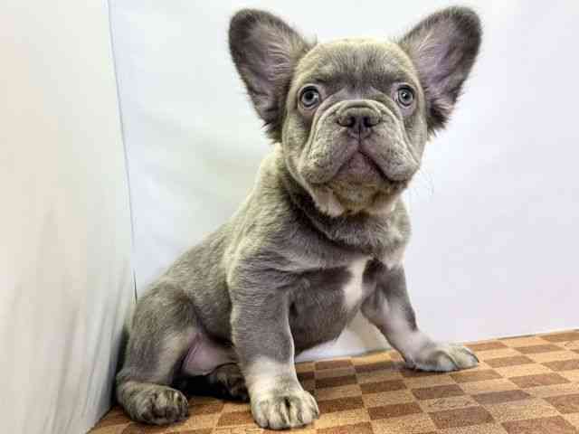 愛媛県のフレンチブルドッグ (ひごペットフレンドリーエミフルMASAKI店/2026年1月14日生まれ/男の子/ライラックタン)の子犬の3枚目の画像