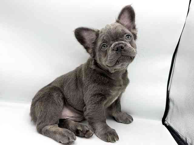 大阪府のフレンチブルドッグ (ひごペットフレンドリーららぽーとEXPOCITY店/2026年1月14日生まれ/男の子/ブルー)の子犬の3枚目の画像