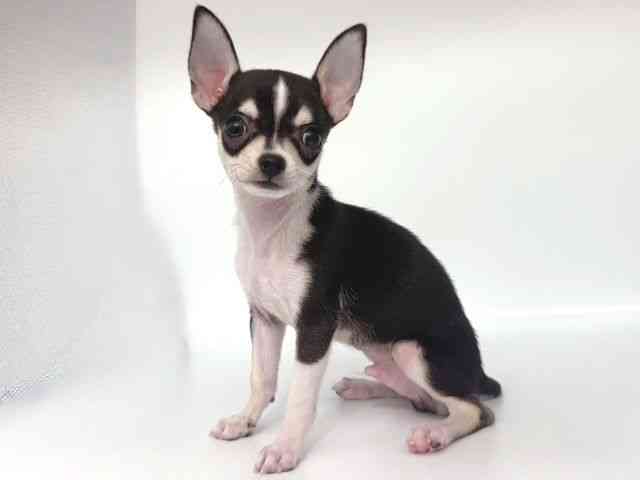 大阪府のチワワ(スムース) (ひごペットフレンドリー岸和田店/2026年2月4日生まれ/男の子/ブラックタンホワイト)の子犬の3枚目の画像