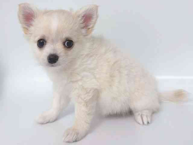 大阪府のチワワ(ロング) (ひごペットフレンドリー岸和田店/2026年2月4日生まれ/女の子/クリーム)の子犬の3枚目の画像