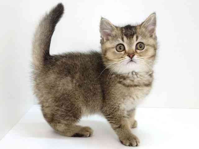 大阪府のブリティッシュショートヘアー (ひごペットフレンドリーいこらもーる泉佐野店/2026年1月30日生まれ/男の子/シェーデットゴールデン)の子猫の3枚目の画像