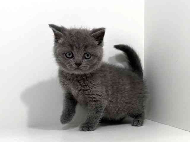 兵庫県のブリティッシュショートヘアー (ひごペットフレンドリーイトーヨーカドー明石店/2026年2月3日生まれ/男の子/ブルー)の子猫の3枚目の画像