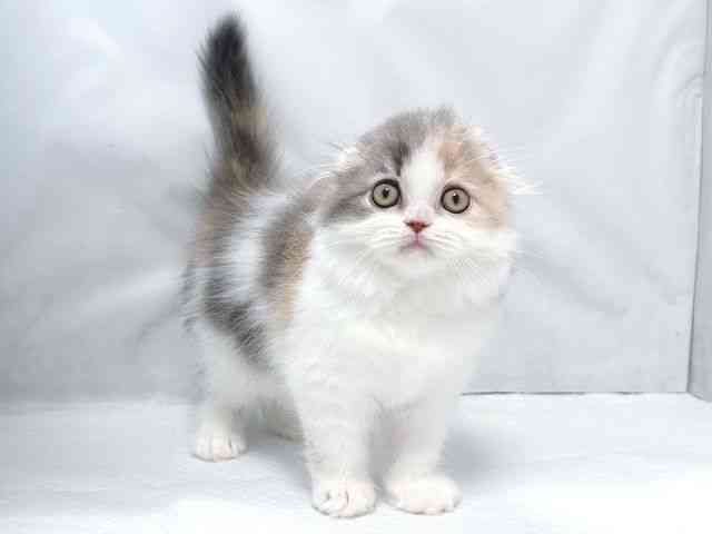 大阪府のスコティッシュフォールド (ひごペットフレンドリー堺プラットプラット店/2026年1月24日生まれ/女の子/ダイリュートキャリコ)の子猫の3枚目の画像