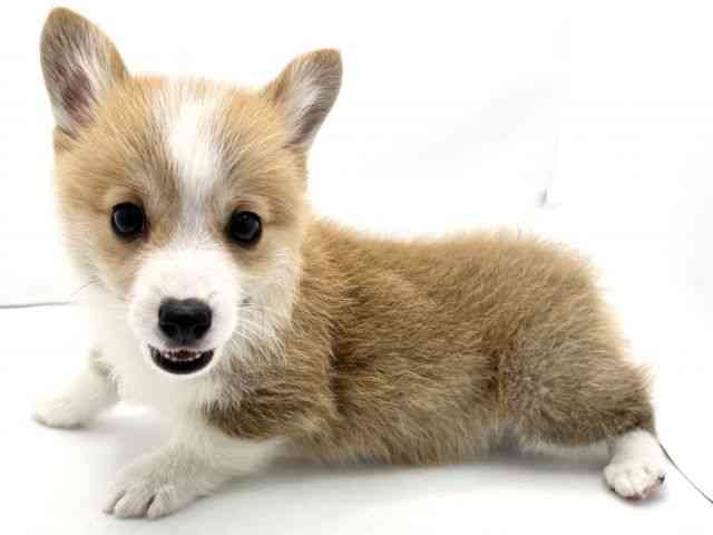 兵庫県のウェルシュコーギーペンブローク (ひごペットフレンドリークラウンパーク伊丹店/2026年2月4日生まれ/男の子/レッドホワイト)の子犬の3枚目の画像