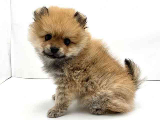 兵庫県のポメラニアン (ひごペットフレンドリークラウンパーク伊丹店/2026年2月4日生まれ/女の子/オレンジ)の子犬の3枚目の画像