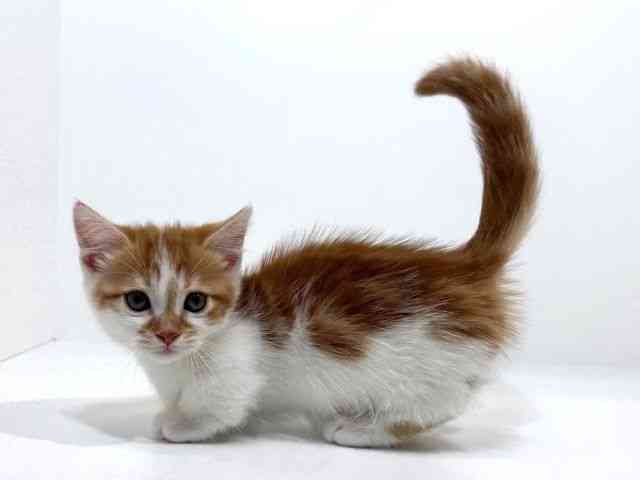 兵庫県のマンチカン (ひごペットフレンドリーイトーヨーカドー明石店/2026年2月2日生まれ/男の子/レッドタビーホワイト)の子猫の3枚目の画像