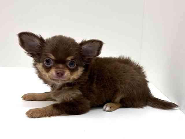 兵庫県のチワワ(ロング) (ひごペットフレンドリーブルメールHAT神戸店/2026年2月8日生まれ/女の子/チョコレートタン)の子犬の3枚目の画像