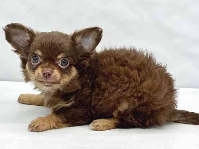 大阪府のチワワ(ロング) (ひごペットフレンドリーイトーヨーカドー津久野店/2026年2月8日生まれ/女の子/チョコレートタン)の子犬の3枚目の画像