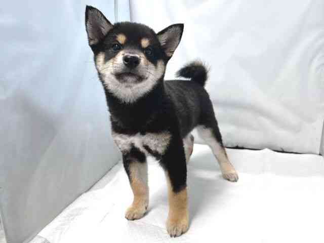 大阪府の柴犬(標準サイズ) (ひごペットフレンドリー堺プラットプラット店/2026年2月8日生まれ/男の子/黒)の子犬の3枚目の画像