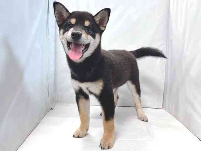 大阪府の柴犬(標準サイズ) (ひごペットフレンドリー堺プラットプラット店/2026年2月8日生まれ/男の子/黒)の子犬の3枚目の画像