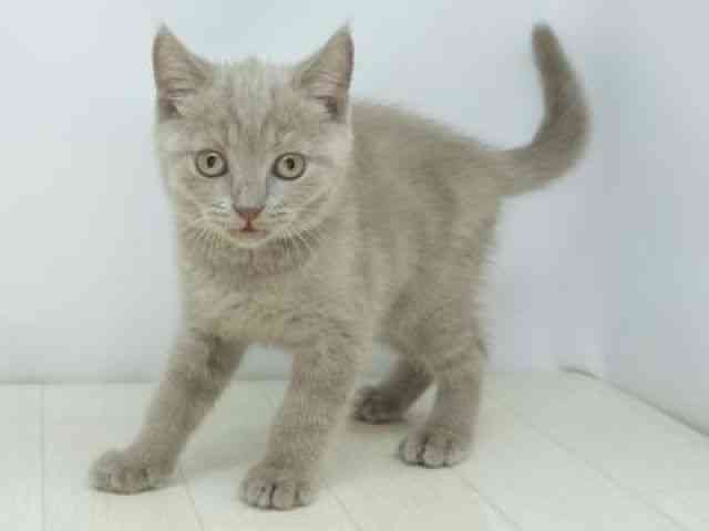 福岡県のブリティッシュショートヘアー (ひごペットフレンドリーゆめタウン筑紫野店/2026年2月7日生まれ/男の子/ライラック)の子猫の3枚目の画像