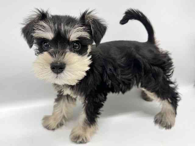 大阪府のミニチュアシュナウザー (ひごペットフレンドリーイオンタウン豊中庄内店/2026年2月6日生まれ/女の子/ブラックシルバー)の子犬の3枚目の画像