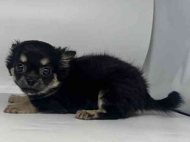 徳島県のチワワ(ロング) (ひごペットフレンドリーゆめタウン徳島店/2026年2月8日生まれ/女の子/ブラックタン)の子犬の3枚目の画像