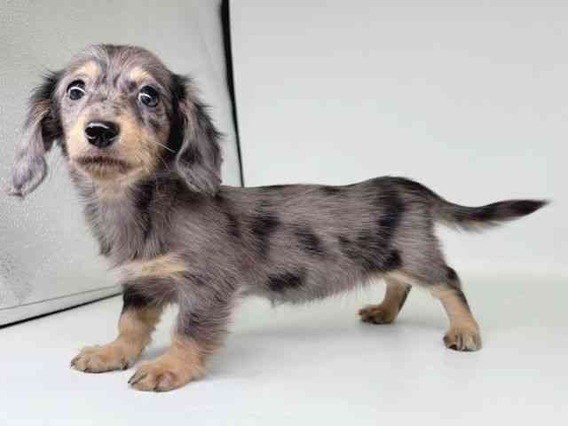 大阪府のミニチュアダックスフンド(ロング) (ひごペットフレンドリー瓜破店/2026年2月6日生まれ/女の子/シルバーダップル)の子犬の3枚目の画像