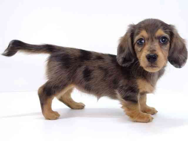 大阪府のミニチュアダックスフンド(ロング) (ひごペットフレンドリーいこらもーる泉佐野店/2026年2月6日生まれ/女の子/シルバーダップル)の子犬の3枚目の画像