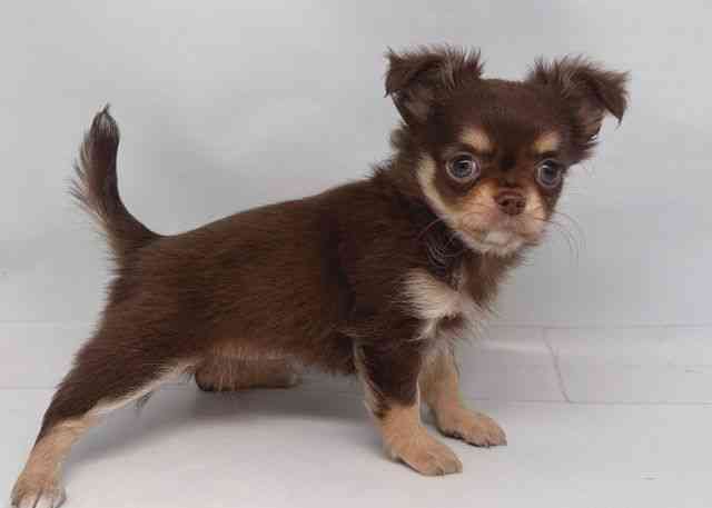 鳥取県のチワワ(ロング) (ひごペットフレンドリーイオンモール鳥取北店/2026年2月5日生まれ/女の子/チョコレートタンホワイト)の子犬の3枚目の画像