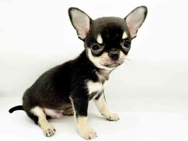 兵庫県のチワワ(スムース) (ひごペットフレンドリーコロワ甲子園店/2026年2月1日生まれ/男の子/ブラックタン)の子犬の3枚目の画像