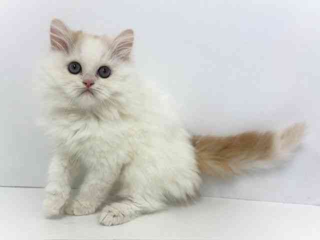 大阪府のサイベリアン (ひごペットフレンドリーベルファⅡ都島店/2026年2月7日生まれ/男の子/カメオホワイト)の子猫の3枚目の画像
