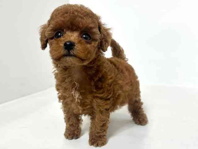 大阪府のトイプードル(トイ) (ひごペットフレンドリーアクロスプラザ住之江店/2026年2月6日生まれ/男の子/レッド)の子犬の3枚目の画像