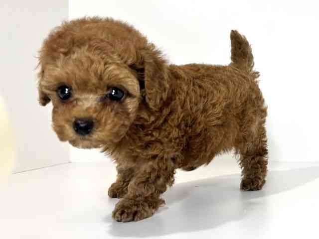 兵庫県のトイプードル(トイ) (ひごペットフレンドリーイトーヨーカドー明石店/2026年2月6日生まれ/男の子/レッド)の子犬の3枚目の画像