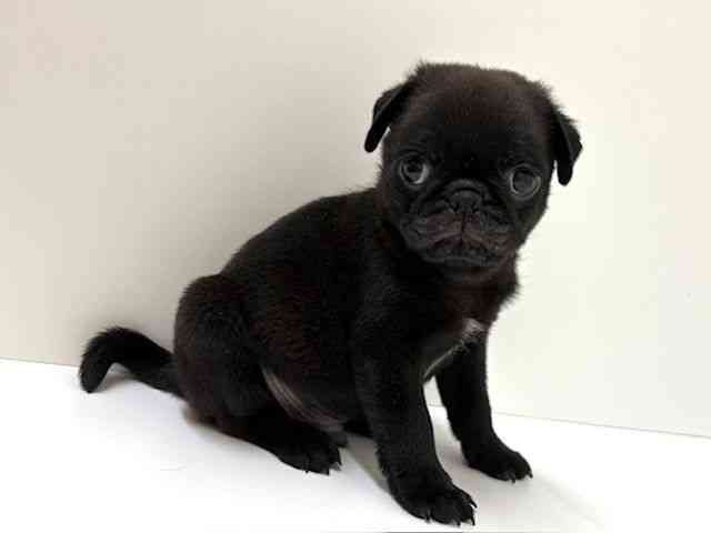 兵庫県のパグ (ひごペットフレンドリーブルメールHAT神戸店/2026年2月5日生まれ/男の子/ブラック)の子犬の3枚目の画像