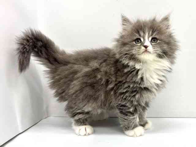 大阪府のサイベリアン (ひごペットフレンドリーイオンタウン茨木太田店/2026年2月1日生まれ/女の子/ブルータビーホワイト)の子猫の3枚目の画像