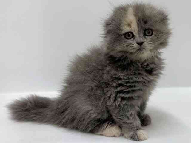 大阪府のスコティッシュフォールド (ひごペットフレンドリーアクロスプラザ住之江店/2026年2月7日生まれ/女の子/ブルークリーム)の子猫の3枚目の画像