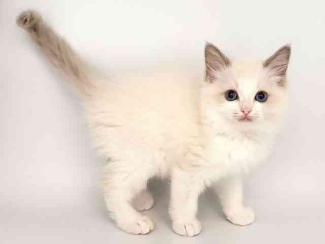 奈良県のラグドール (ひごペットフレンドリー田原本店/2026年2月6日生まれ/女の子/ブルーポイントバイカラー)の子猫の3枚目の画像