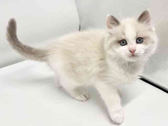 大阪府のラグドール (ひごペットフレンドリーイオンタウン豊中庄内店/2026年2月5日生まれ/男の子/ブルーポイントバイカラー)の子猫の2枚目の画像