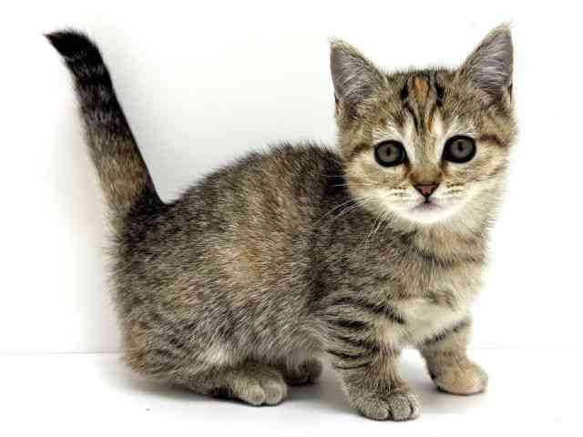 大阪府のマンチカン (ひごペットフレンドリーくずはモール店/2026年2月4日生まれ/女の子/ブラウンパッチドタビー)の子猫の3枚目の画像