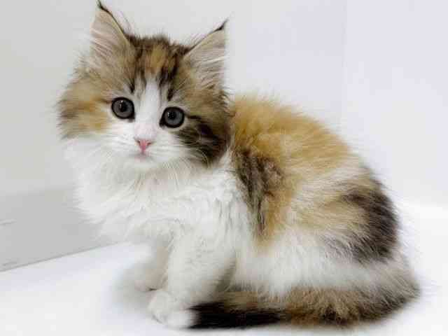 大阪府のノルウェージャンフォレストキャット (ひごペットフレンドリーアクロスプラザ住之江店/2026年2月1日生まれ/女の子/キャリコ)の子猫の3枚目の画像