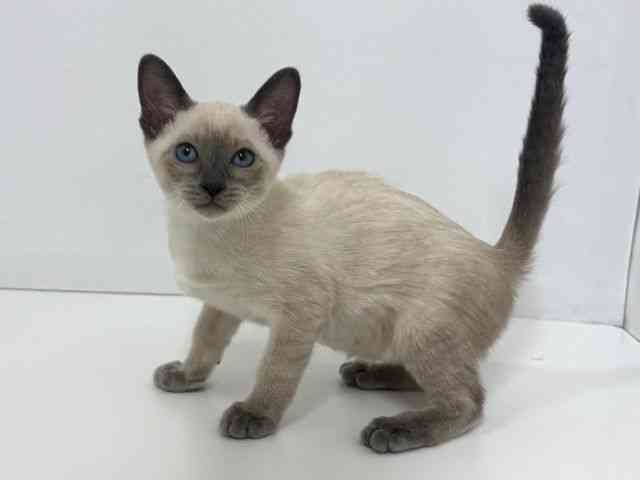 大阪府のシャム (ひごペットフレンドリーベルファⅡ都島店/2026年2月5日生まれ/女の子/ブルーポイント)の子猫の3枚目の画像