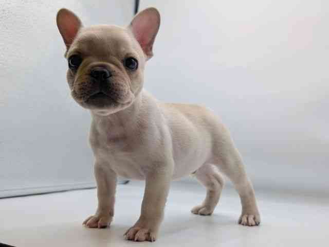 香川県のフレンチブルドッグ (ひごペットフレンドリーゆめタウン高松店/2026年2月8日生まれ/男の子/クリーム)の子犬の3枚目の画像