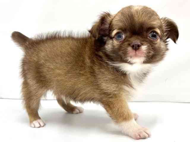 大阪府のチワワ(ロング) (ひごペットフレンドリーイオンタウン茨木太田店/2026年2月6日生まれ/男の子/チョコレートフォーンホワイト)の子犬の3枚目の画像