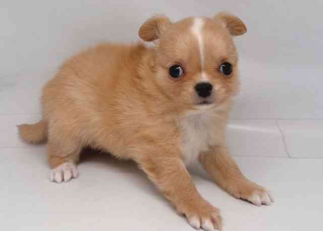 鳥取県のチワワ(ロング) (ひごペットフレンドリーイオンモール鳥取北店/2026年2月7日生まれ/男の子/クリーム)の子犬の3枚目の画像