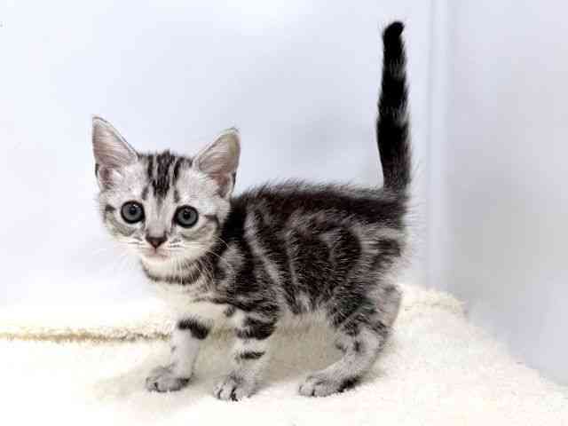 広島県のアメリカンショートヘアー (ひごペットフレンドリーゆめタウン廿日市店/2026年2月6日生まれ/女の子/シルバータビー)の子猫の3枚目の画像