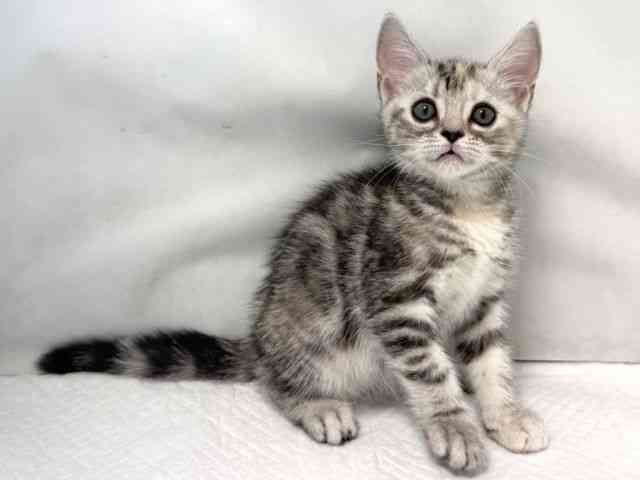 大阪府のアメリカンショートヘアー (ひごペットフレンドリー堺プラットプラット店/2026年2月6日生まれ/女の子/シルバーパッチドタビー)の子猫の3枚目の画像