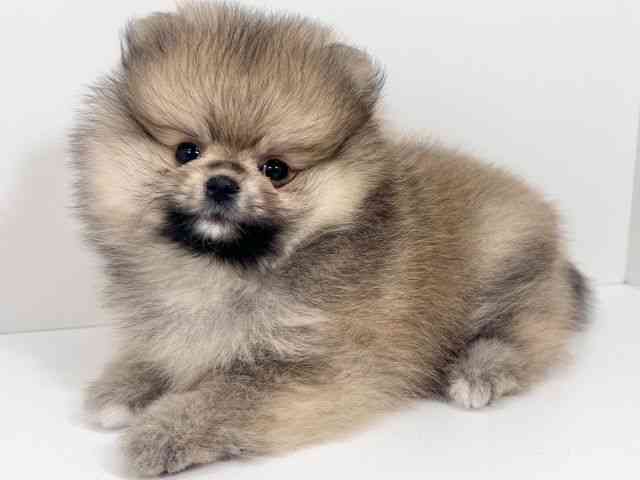 京都府のポメラニアン (ひごペットフレンドリーイズミヤショッピングセンター八幡店/2026年2月6日生まれ/女の子/オレンジ)の子犬の3枚目の画像