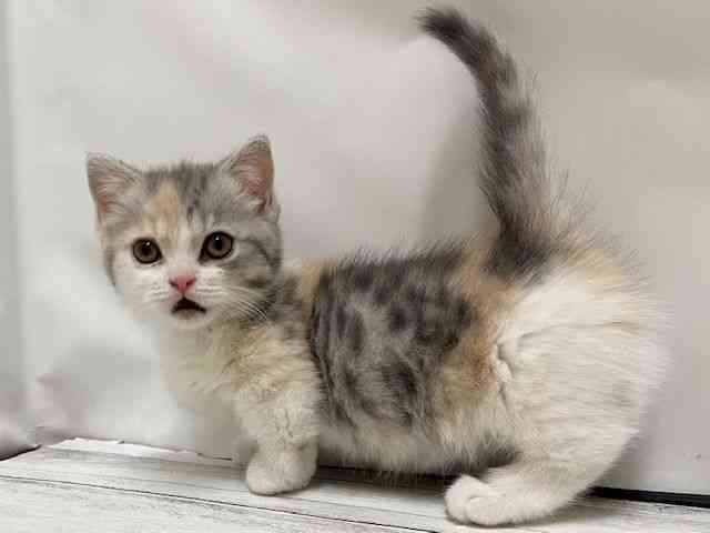 和歌山県のマンチカン (ひごペットフレンドリーパームシティ和歌山店/2026年2月3日生まれ/女の子/ブルーシルバーパッチドマッカレルタビー＆ホワイト)の子猫の3枚目の画像