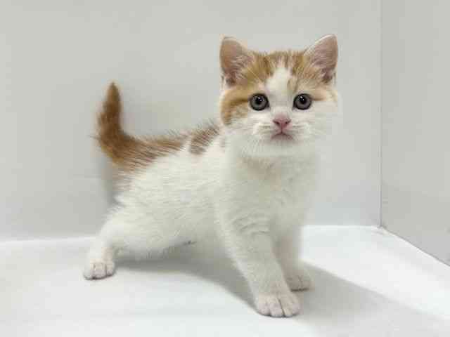 大阪府のスコティッシュフォールド (ひごペットフレンドリーアクロスプラザ住之江店/2026年2月6日生まれ/男の子/レッドタビーホワイト)の子猫の3枚目の画像