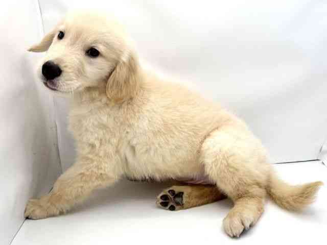 兵庫県のゴールデンレトリバー (ひごペットフレンドリークラウンパーク伊丹店/2026年1月31日生まれ/男の子/ゴールデン)の子犬の3枚目の画像