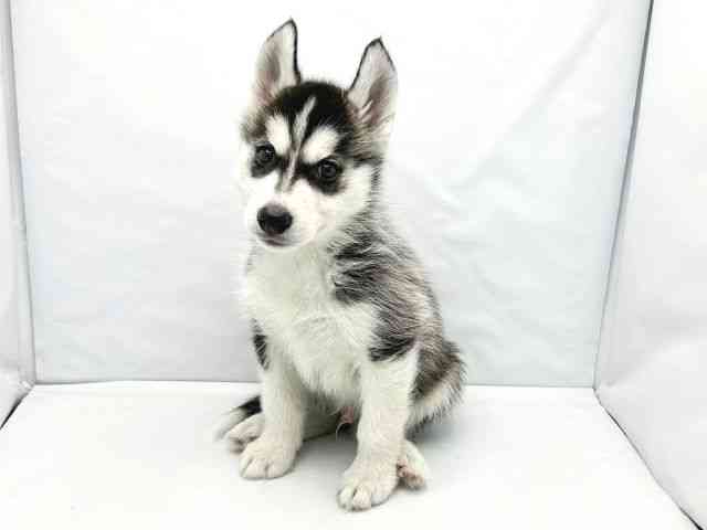 大阪府のシベリアンハスキー (ひごペットフレンドリーイトーヨーカドー津久野店/2026年2月7日生まれ/男の子/ブラックホワイト)の子犬の3枚目の画像