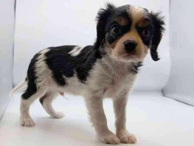 香川県のキャバリアキングチャールズスパニエル (ひごペットフレンドリーゆめタウン高松店/2026年2月2日生まれ/男の子/トライカラー)の子犬の3枚目の画像