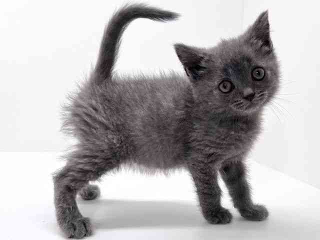 京都府のブリティッシュショートヘアー (ひごペットフレンドリーイズミヤショッピングセンター八幡店/2026年2月2日生まれ/男の子/ブルー)の子猫の3枚目の画像