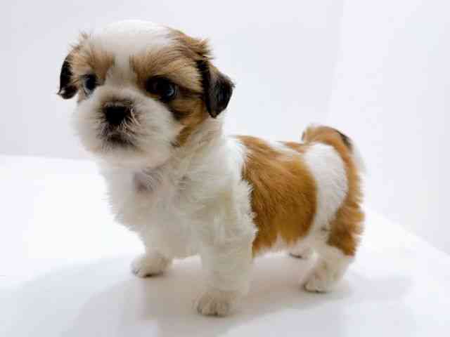 広島県のシーズー (ひごペットフレンドリーフジグラン神辺店/2026年2月7日生まれ/男の子/ホワイトゴールド)の子犬の3枚目の画像