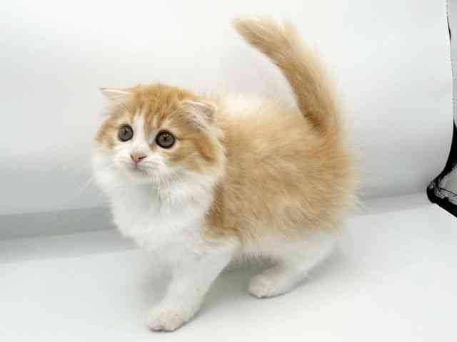 大阪府のスコティッシュフォールド (ひごペットフレンドリーららぽーとEXPOCITY店/2026年2月5日生まれ/女の子/レッドタビーホワイト)の子猫の3枚目の画像