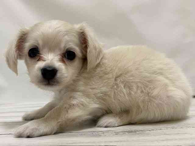 和歌山県のポメックス(ポメラニアン×ダックス) (ひごペットフレンドリーパームシティ和歌山店/2026年2月7日生まれ/男の子/クリーム)の子犬の3枚目の画像