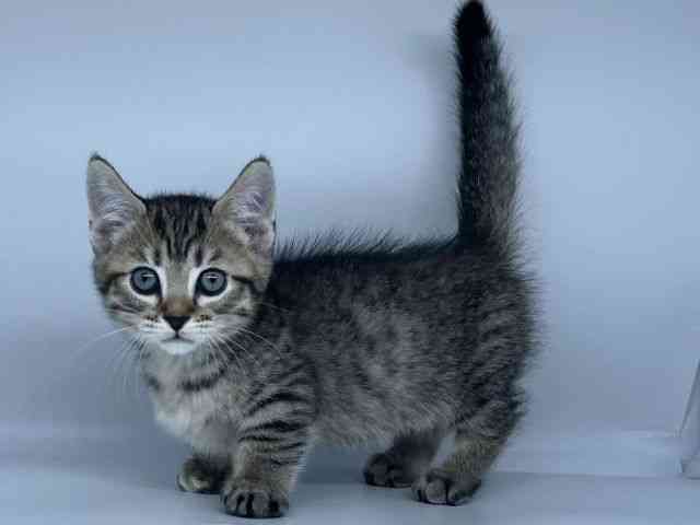 徳島県のミヌエット (ひごペットフレンドリーゆめタウン徳島店/2026年2月7日生まれ/女の子/ブラウンパッチドマッカレルタビー)の子猫の3枚目の画像