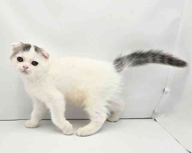 兵庫県のフォールデックス (ひごペットフレンドリークラウンパーク伊丹店/2026年1月17日生まれ/男の子/ブルーホワイト)の子猫の3枚目の画像