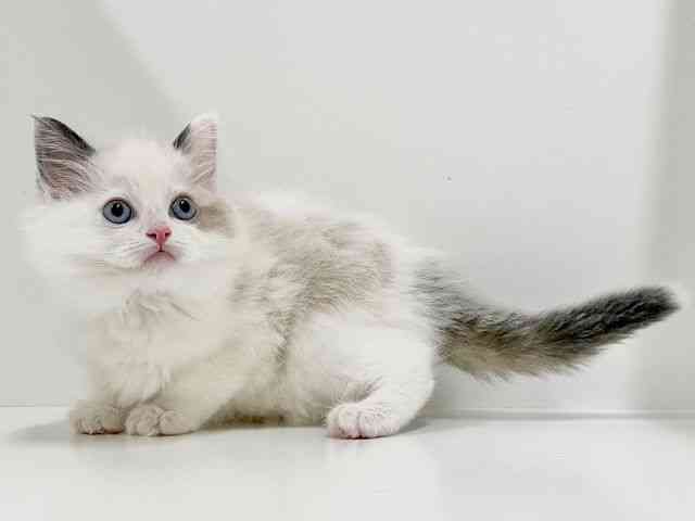 奈良県のラグドール (ひごペットフレンドリーイオンモール橿原ウエスト・ビレッジ店/2026年2月5日生まれ/男の子/シールポイントバイカラー)の子猫の3枚目の画像